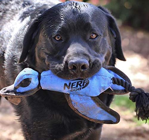 Nerf Dog Large Nylon Launching Duck with Interactive Design, Blue (3473), for All Breed Sizes